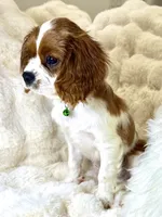 Tony , a male Cavalier King Charles Spaniel for sale in Fountain Valley, CA – 8 of 10