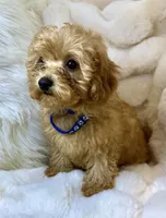 💙❤️💙Clifford 💙❤️💙, a male Poodle - Toy  for sale in Fountain Valley, CA – 5 of 10