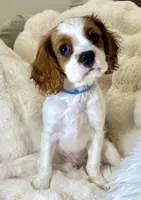Jasper , a male Cavalier King Charles Spaniel for sale in Fountain Valley, CA – 3 of 10
