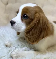 Abby, a female Cavalier King Charles Spaniel for sale in Fountain Valley, CA – 9 of 10