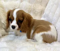 💛💙Archie 💛💙, a male Cavalier King Charles Spaniel for sale in Fountain Valley, CA – 6 of 10