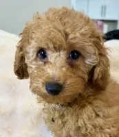 💛💙Oakley 💛💙, a male Poodle - Toy  for sale in Fountain Valley, CA – 3 of 8