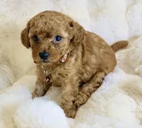 Oakley , a male Poodle - Toy  for sale in Fountain Valley, CA – Photo 3 of 3