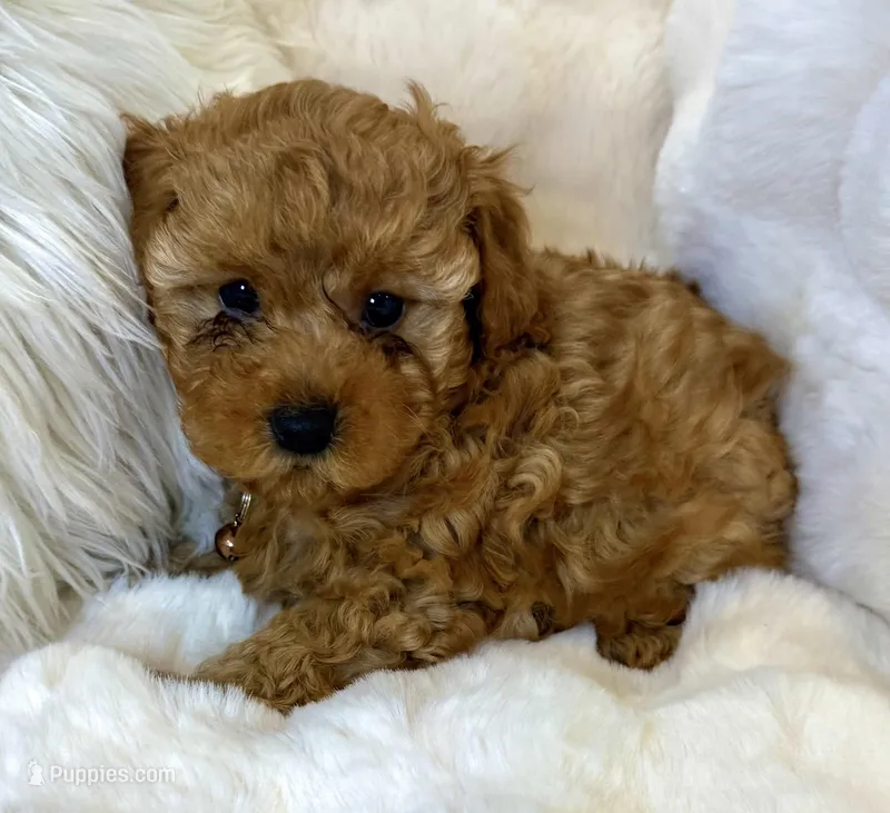 Oakley tiny toy poodle  – Poodle - Toy  puppy for sale in Fountain Valley, CA