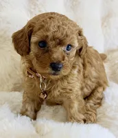 Oakley , a male Poodle - Toy  for sale in Fountain Valley, CA – Photo 2 of 3