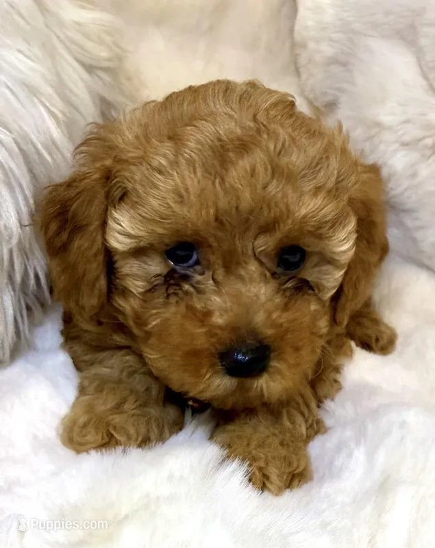 Oakley  – Poodle - Toy  puppy for sale in Fountain Valley, CA