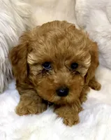 Oakley tiny toy poodle , a male Poodle - Toy  for sale in Fountain Valley, CA – Photo 2 of 10