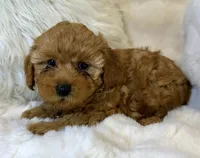 Oakley tiny toy poodle , a male Poodle - Toy  for sale in Fountain Valley, CA – Photo 3 of 10