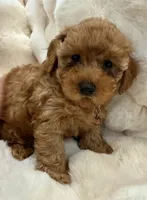 Oakley tiny toy poodle , a male Poodle - Toy  for sale in Fountain Valley, CA – Photo 9 of 10