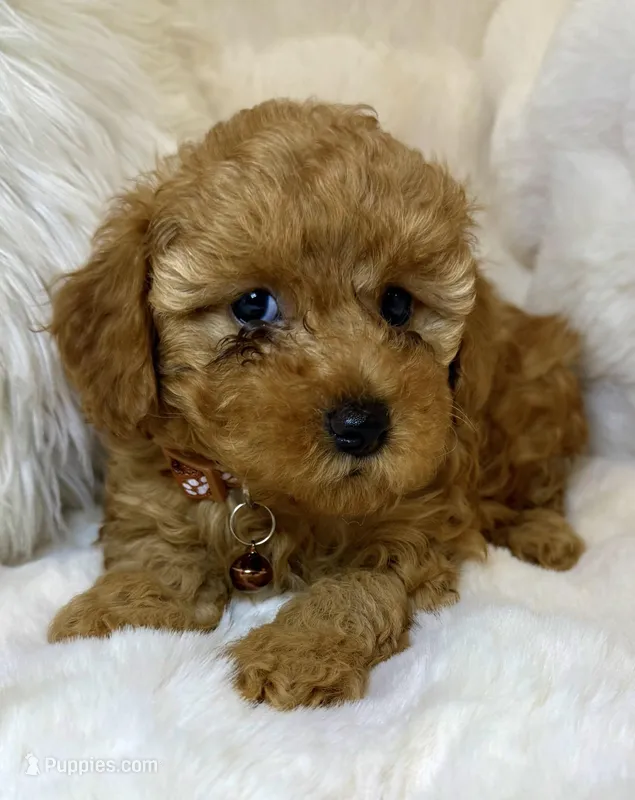 Oakley  – Poodle - Toy  puppy for sale in Fountain Valley, CA