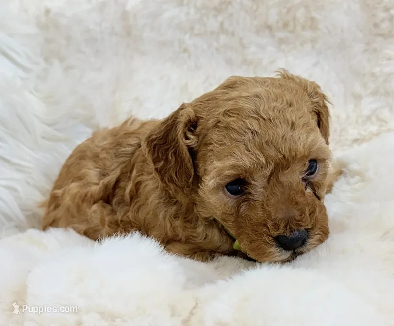 Oakley  – Poodle - Toy  puppy for sale in Fountain Valley, CA