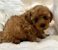 Oakley tiny toy poodle , a male Poodle - Toy  for sale in Fountain Valley, CA – Photo 4 of 10