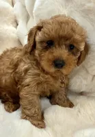 Oakley tiny toy poodle , a male Poodle - Toy  for sale in Fountain Valley, CA – Photo 10 of 10