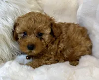 Oakley tiny toy poodle , a male Poodle - Toy  for sale in Fountain Valley, CA – Photo 8 of 10