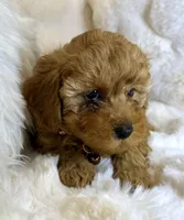 Oakley tiny toy poodle , a male Poodle - Toy  for sale in Fountain Valley, CA – Photo 7 of 10