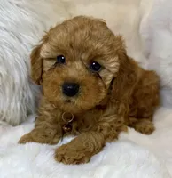 Oakley tiny toy poodle , a male Poodle - Toy  for sale in Fountain Valley, CA – Photo 5 of 10