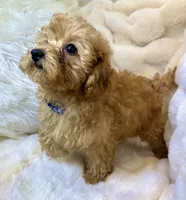 💙❤️💙Clifford 💙❤️💙, a male Poodle - Toy  for sale in Fountain Valley, CA – 8 of 10