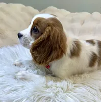 Abby, a female Cavalier King Charles Spaniel for sale in Fountain Valley, CA – 2 of 10