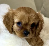 Annie, a female Cavalier King Charles Spaniel for sale in Fountain Valley, CA – 7 of 10