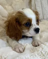 💙💚Teddy💙💚, a male Cavalier King Charles Spaniel for sale in Fountain Valley, CA – 5 of 10