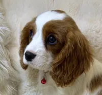 Abby, a female Cavalier King Charles Spaniel for sale in Fountain Valley, CA – 6 of 10