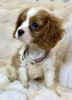 🩷Naomi🩷, a female Cavalier King Charles Spaniel for sale in Fountain Valley, CA – 8 of 8