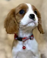 Ellie, a female Cavalier King Charles Spaniel for sale in Fountain Valley, CA – Photo 2 of 5