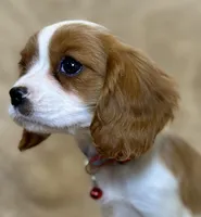 Ellie, a female Cavalier King Charles Spaniel for sale in Fountain Valley, CA – Photo 3 of 5