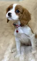 Ellie, a female Cavalier King Charles Spaniel for sale in Fountain Valley, CA – Photo 4 of 5