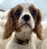 ♥️Charlotte♥️, a female Cavalier King Charles Spaniel for sale in Fountain Valley, CA – 5 of 10