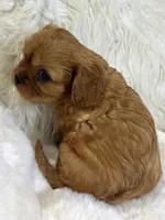 Naomi , a female Cavalier King Charles Spaniel for sale in Fountain Valley, CA – 5 of 9