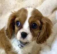 💛Sadie🩷, a female Cavalier King Charles Spaniel for sale in Fountain Valley, CA – 7 of 10