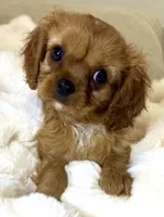 Annie, a female Cavalier King Charles Spaniel for sale in Fountain Valley, CA – 2 of 10