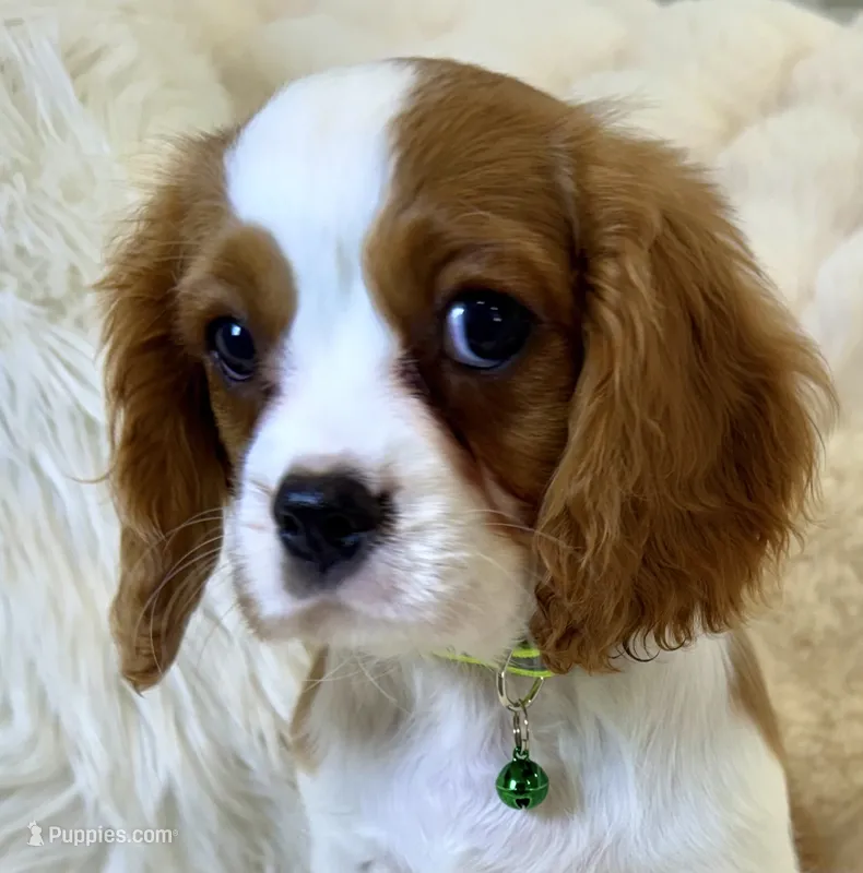 ♥️💙Charlie 💙♥️ – Cavalier King Charles Spaniel puppy for sale in Fountain Valley, CA