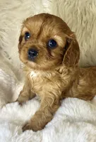 Naomi , a female Cavalier King Charles Spaniel for sale in Fountain Valley, CA – 4 of 9