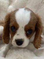 ♥️Charlotte♥️, a female Cavalier King Charles Spaniel for sale in Fountain Valley, CA – 4 of 10