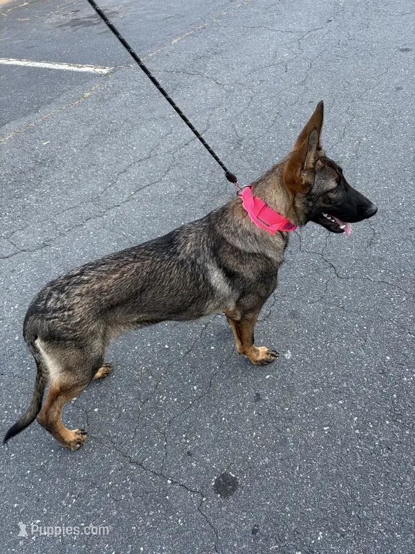 Reign – German Shepherd Dog puppy for sale in Charlotte, NC
