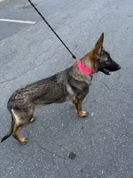Reign, a female German Shepherd Dog for sale in Charlotte, NC – 1 of 3