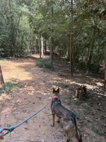 Reign, a female German Shepherd Dog for sale in Charlotte, NC – 2 of 3