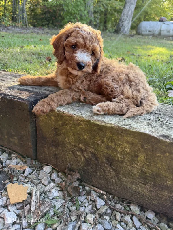 Boone  – Cockapoo puppy for sale in Clarkrange, TN