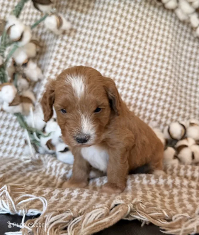 Gus  – Cockapoo puppy for sale in Clarkrange, TN