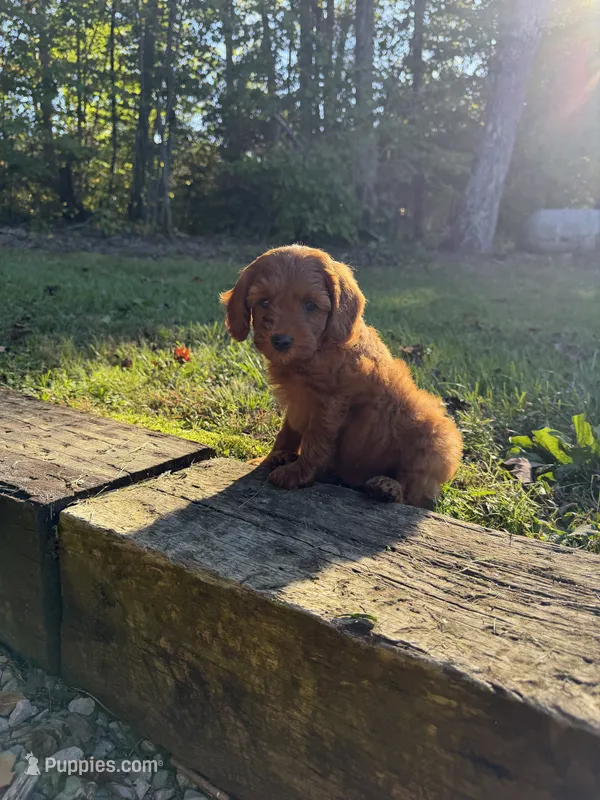 Tucker – Cockapoo puppy for sale in Clarkrange, TN