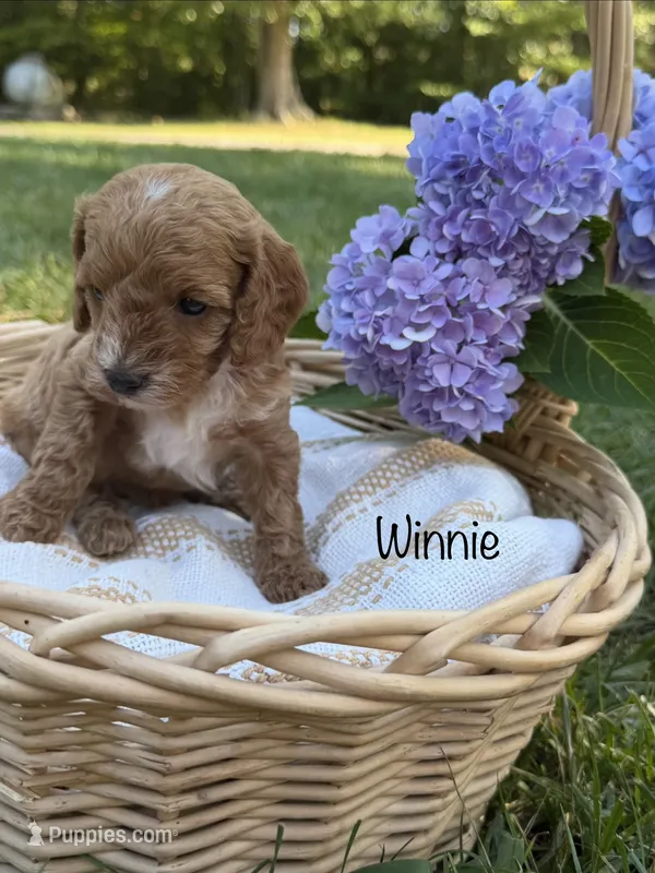 Winnie – Cockapoo puppy for sale in Clarkrange, TN