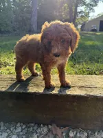 Hank, a male Cockapoo for sale in Clarkrange, TN – 4 of 9