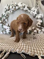 Hank, a male Cockapoo for sale in Clarkrange, TN – 7 of 9