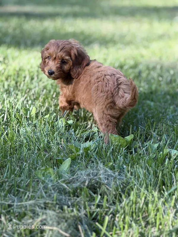 Millie – Cockapoo puppy for sale in Clarkrange, TN