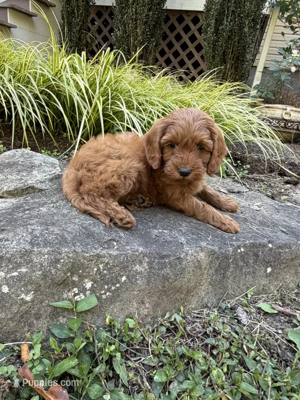 Tucker – Cockapoo puppy for sale in Clarkrange, TN