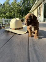 Hank, a male Cockapoo for sale in Clarkrange, TN – 5 of 9