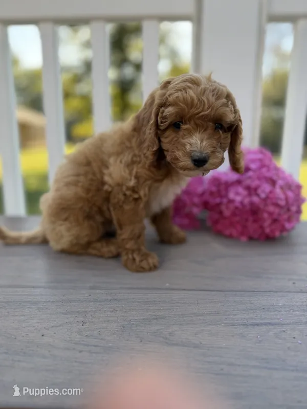 Winnie – Cockapoo puppy for sale in Clarkrange, TN