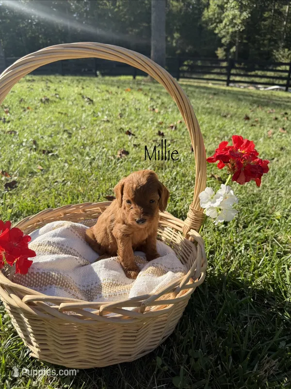 Millie – Cockapoo puppy for sale in Clarkrange, TN